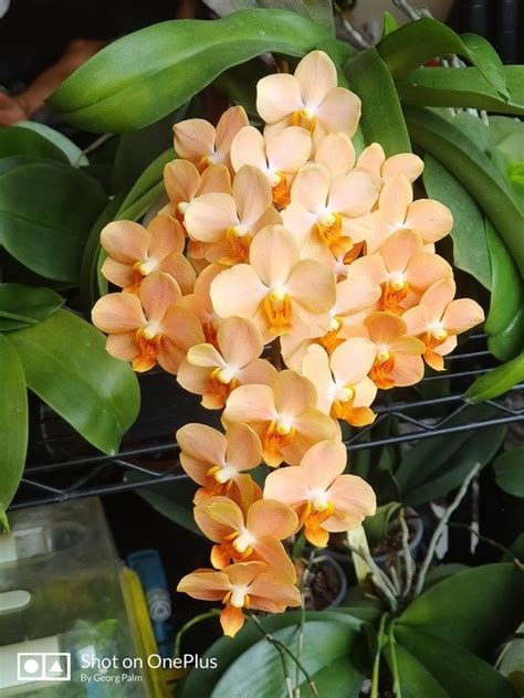 Ascps. Irene Dobkin 'Elmhurst' HCC/AOS 2.5''