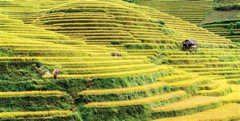 The rice terraces of Mu Cang Chai – Southeast Asia Globe