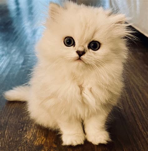 Silver Persian Kitten