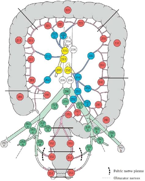 Lymph Node Locations Japanese Classification Of Colorectal