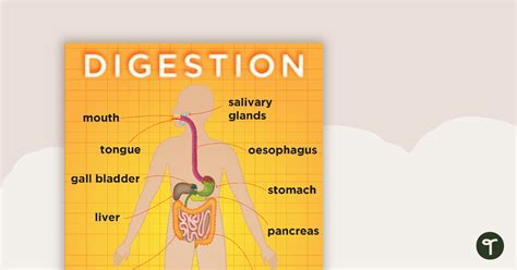 Digestive System Posters Teach Starter