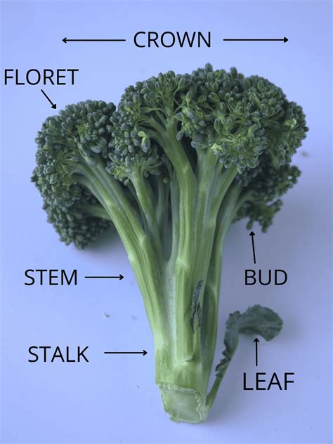 Parts Of Broccoli Crown Florets Spears And More The Short Order Cook