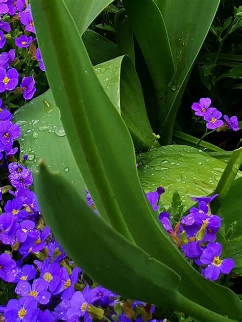 Regentropfen Die Auf Blätter Klopfen Foto And Bild Regen Natur Nahaufnahme Bilder Auf