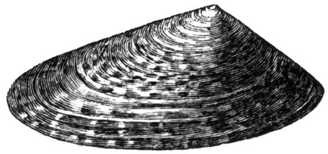 Limpet Shell Clipart Etc