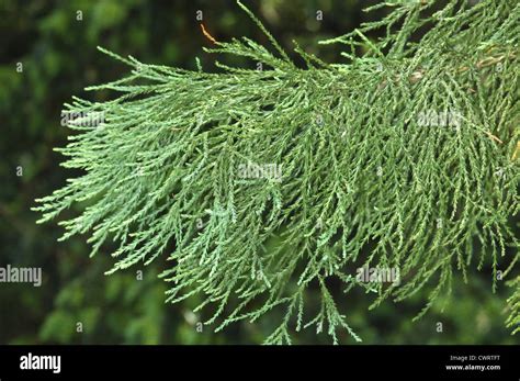 Giant Sequoia Leaves Close Up Hi Res Stock Photography And Images Alamy