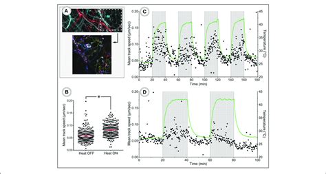 In Vivo Tracking Of Leukocyte Migration During Heat Challenge A