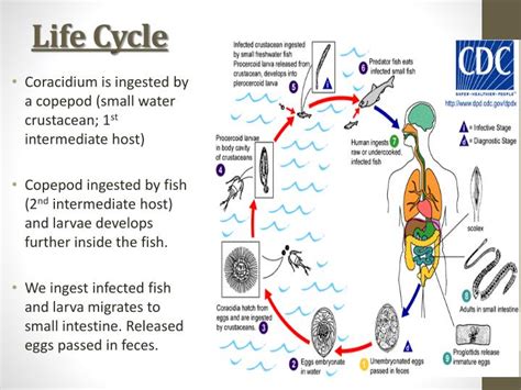 Equine Tapeworm Life Cycle