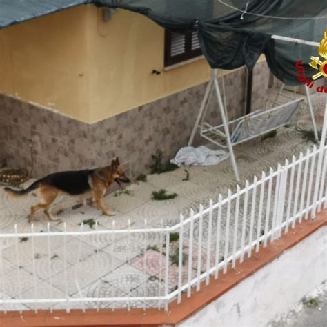 Scoppia Un Incendio In Casa A Scalea E Il Cane Resta Intrappolato