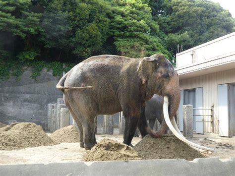 続々！ゾウ舎の新設備～高所の餌箱編こぼれ話｜ブログ金沢動物園公式サイト｜公益財団法人 横浜市緑の協会