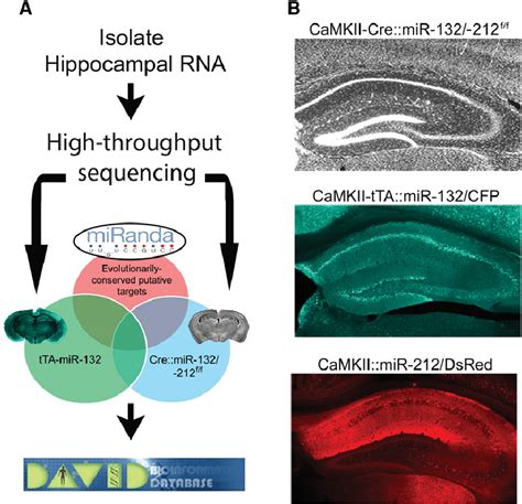 High-throughput sequencing of the hippocampal transcriptome in ... 