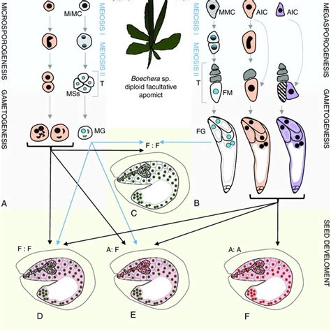 Summary Of Normal And Disrupted Seed Formation After Open Pollination