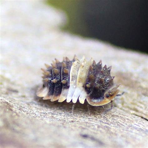 Isopoda Spec Thailand Spiny Insektenliebe