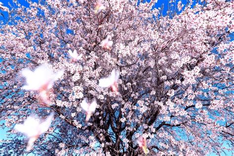 73,026 Almond Bloom Flower Images, Stock Photos, 3D objects, & Vectors ...