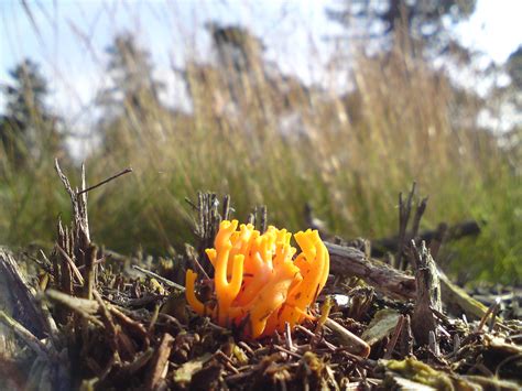 Yellow Stags Horn Fungus Rogiro Flickr