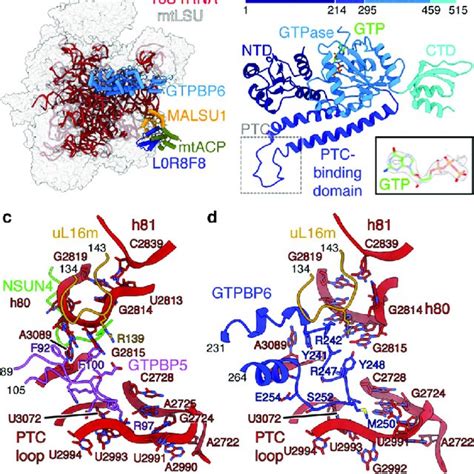 GTPBP6 Binding Causes Rearrangements In The PTC A Cryo EM Structure Of