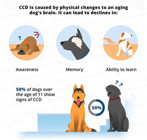 Canine Cognitive Dysfunction Syndrome and Treatment - DachWorld.com