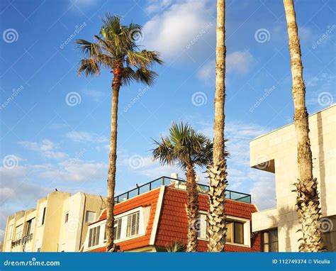 Beautiful Blue Sunny Day Tree Palm Trees In Hot Summer Day Against Sky