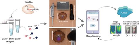 Rapid Visual CRISPR Assay A Naked Eye Colorimetric Detection Method