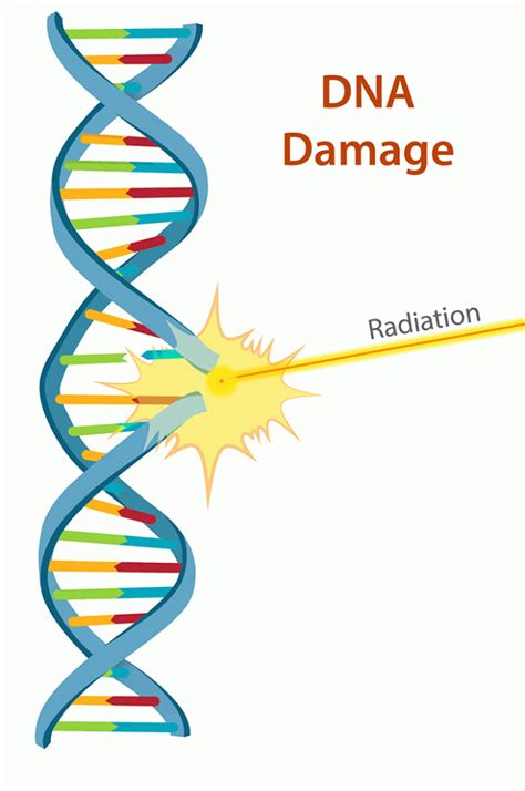 Dna Damage And Repair