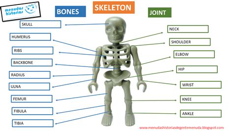 Locomotor Anatomy