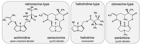 Foods Free Full Text Pyrrolizidine Alkaloids Disturb Bile Acid Homeostasis In The Human