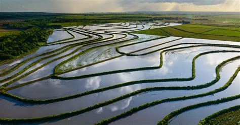 Wetland Mitigation Vs Restoration What Are The Differences