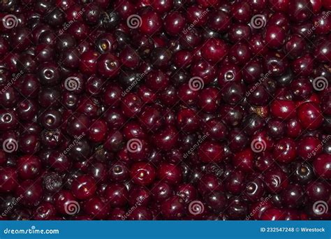 Pilha De Cerejas Vermelhas Profundas Textura De Cerejas Vibrantes