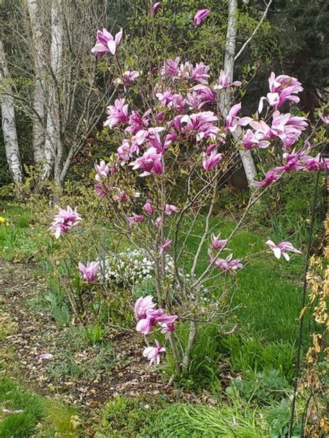 Today In Two Ashland Oregon Gardens Ashland Garden Club