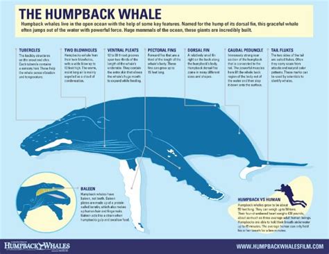 humpback whale anatomy poster