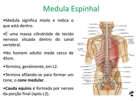 Medula Espinhal Anatomia I