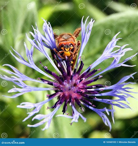 European Hornet Nest Background Royalty-Free Stock Photography ...