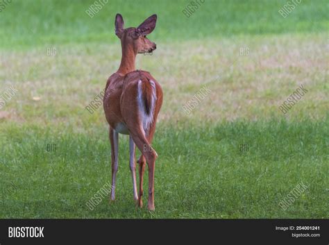 Whitetail Doe Deer Image And Photo Free Trial Bigstock