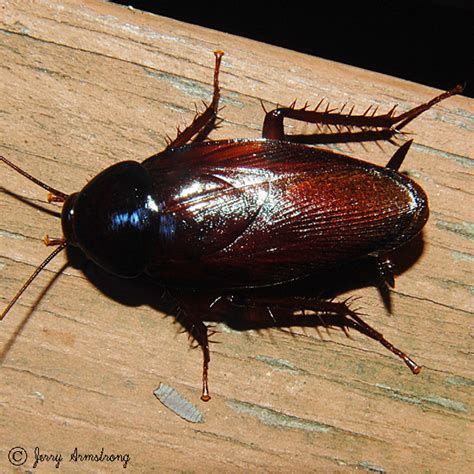 Giant Cockroach Periplaneta Fuliginosa Bugguide Net