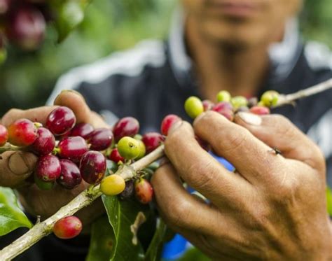 Caficultores Del Bosque De Protección Alto Mayo Promueven Su Café