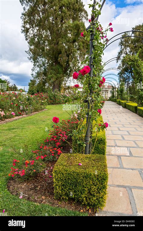 Beautiful Rose Garden of the Huntington Library Stock Photo - Alamy