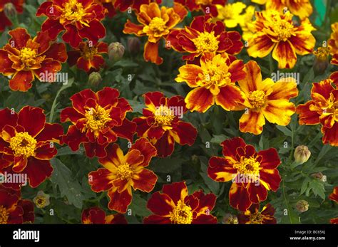 Close up of Dwarf "French Marigolds" flowers Stock Photo - Alamy