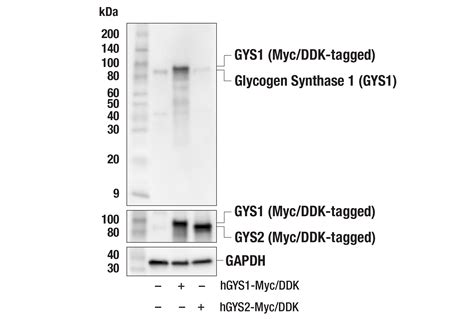 Glycogen Synthase Gys F L X Rabbit Mab Cell Signaling Technology