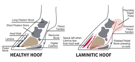 Laminitis | Illawarra Equine