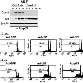 Induction Of Cox 2 And PGE 2 Production By Expression Of P53