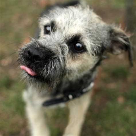 Lilly Miniature Schnauzer Pug Mix