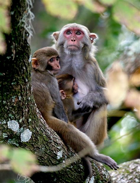 Herpes-infected rhesus macaques monkeys at Florida' Silver Springs