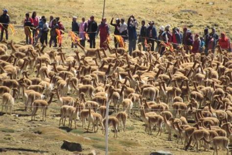 C Mo Protege La Reserva Nacional Pampa Galeras A La Emblem Tica Vicu A