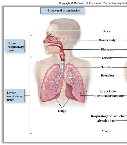 Anatomy Exam 6 Respiratory Urinary Flashcards Quizlet