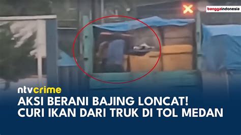 Viral Bajing Loncat Nekat Curi Ikan Dari Truk Di Gerbang Tol Medan