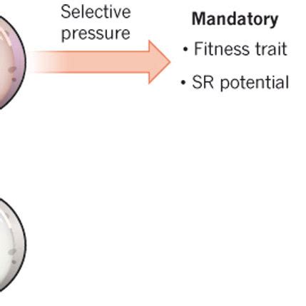 Selective pressure on cancer stem cells. Selective pressures can... | Download Scientific Diagram