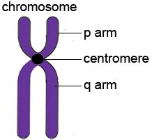 Draw a neat diagram, of the structure of chromosome and label the parts ...