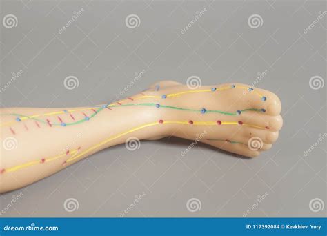 Medical Acupuncture Model Of Human Leg Stock Photo Image Of Doll