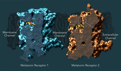 Melatonin Receptors IMAGE EurekAlert Science News Releases