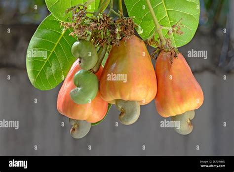 Tree Cashewnut Anacardium Occidentale Hi Res Stock Photography And