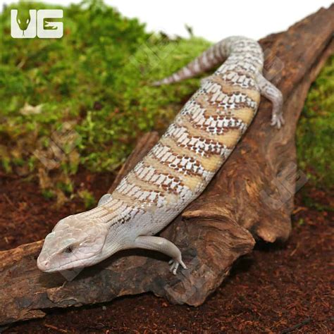 Baby Northern Blue Tongue Skinks For Sale Underground Reptiles